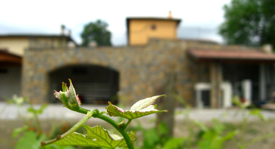 Viticcio